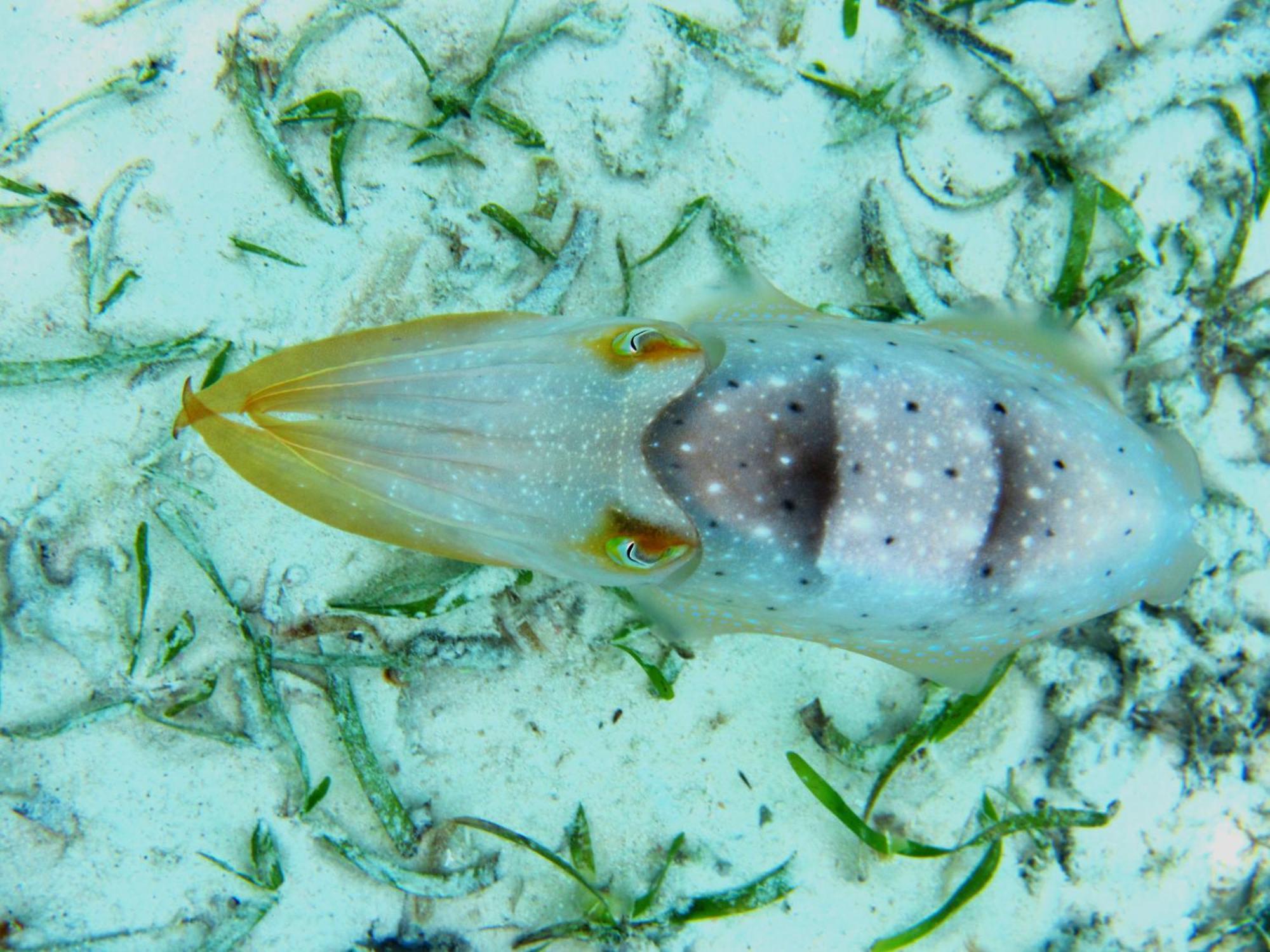 Angkayo Bolilanga Island Resort - Togean Island מראה חיצוני תמונה