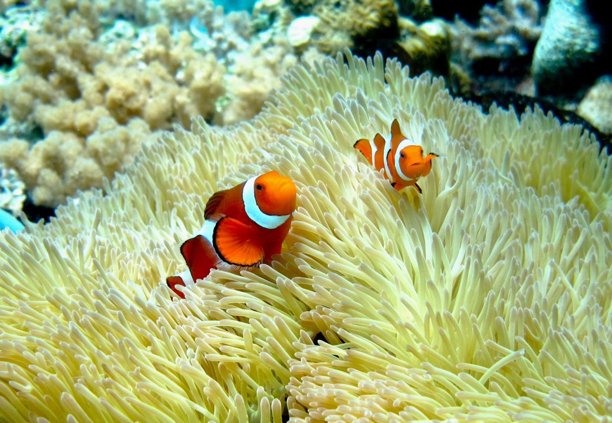 Angkayo Bolilanga Island Resort - Togean Island מראה חיצוני תמונה
